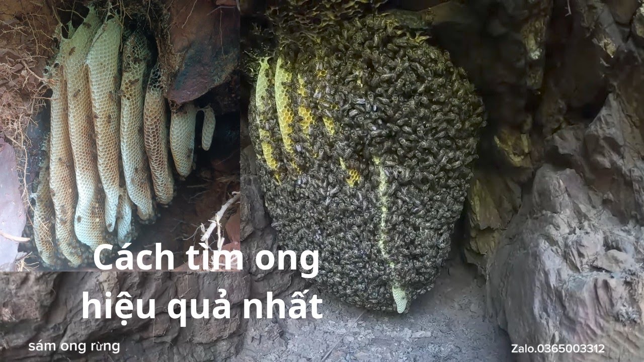 Cách Tìm Ong Mùa Đông Hiệu Quả Nhất 