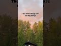 Life is in the small moments 🌲🤎✨ #gratitude #goldenhour #mindfulness #cabin #nature