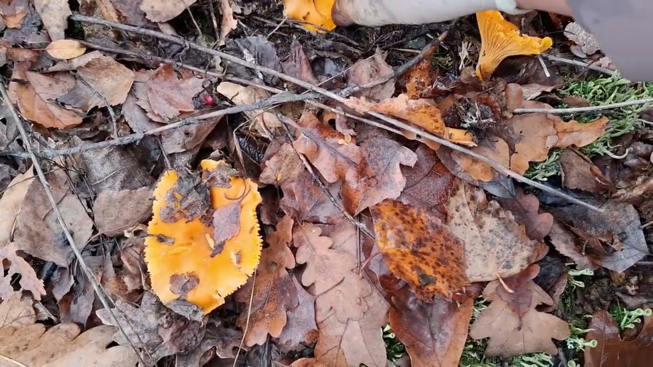 Mushroom season is over, but the mushrooms don't know it.