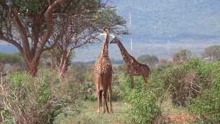 Giraffe Walking to Tree and Eating Leaves