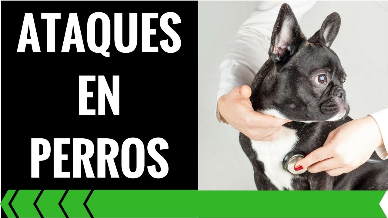 micción frecuente y convulsiones en perros