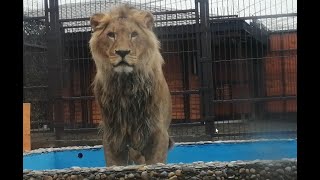 видео: Лев Шерхан помогает монтировать видеокамеры для прямой трансляции! Много новостей в зоопарке. картинка: Лев Шерхан помогает монтировать видеокамеры для прямой трансляции! Много новостей в зоопарке.