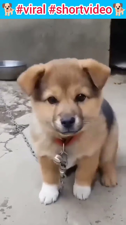 #viral #shortvideo #4kviral #dogbarking #puppy #shorts #short #youtubeshorts