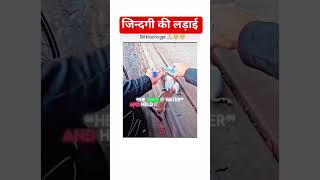 जिंदगी की लड़ाई struggle in life #sturggle #mute #animals #support #🫡🫡😞😞