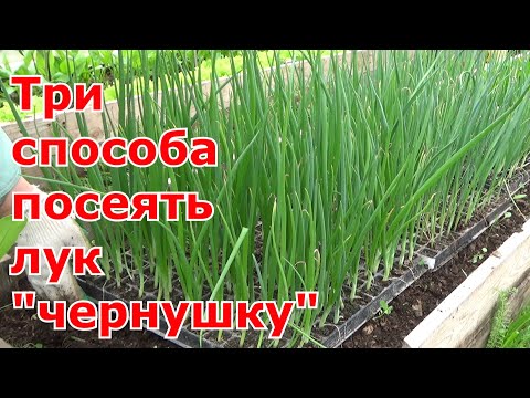 Три проверенных способа посева лука "чернушки". Выращивание репчатого лука из семян за одно лето.