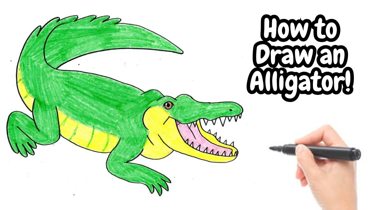 How to Draw an Alligator!