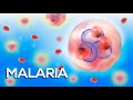 ¡La Malaria en menos de 10 minutos! - (Animación)