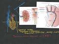 Нефрология - Кровоснабжение почки - Урок 4