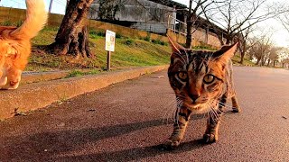公園の新入猫、先輩猫とはまだ仲良くなれてないようです。