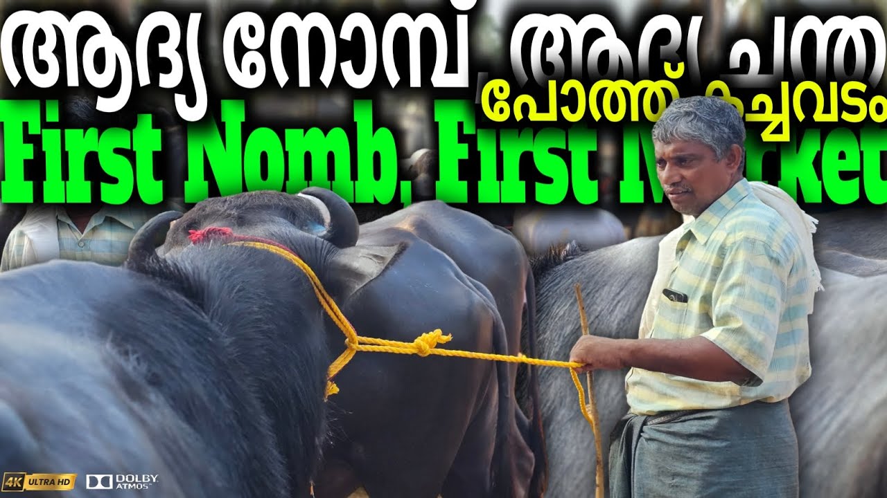 🌙ആദ്യ നോമ്പ്, ആദ്യ ചന്ത First Nomb, First day Market | Chattipparamba Chanda Today | Buffalo Market