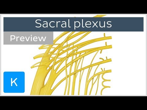 Video: Sacral Plexus Anatomi, Diagram & Funktion - Body Maps