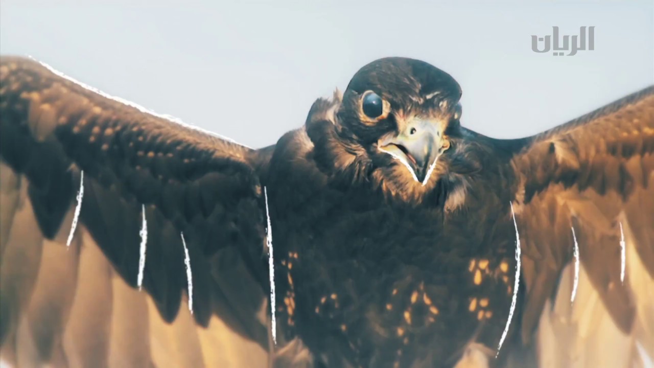 برنامج انتاج قطر - الشركة العربية القطرية للإنتاج الزراعي 