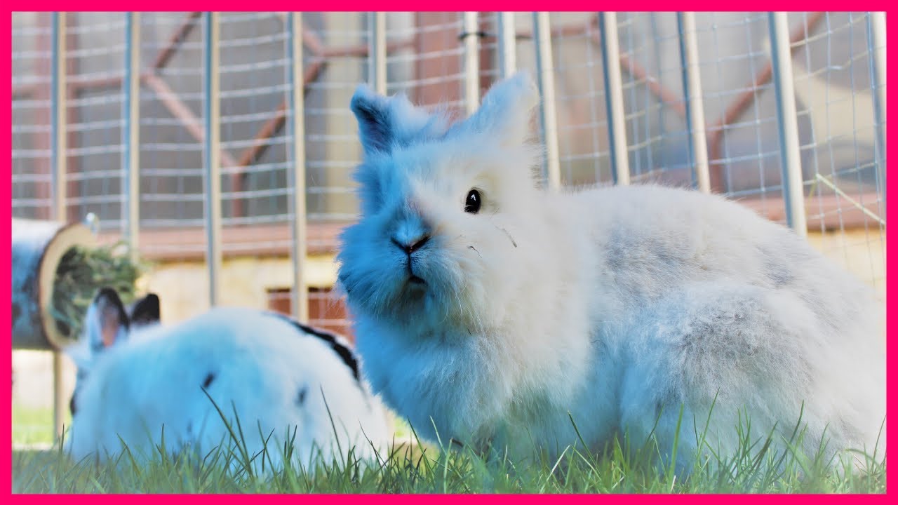 🤩ZROBIŁAM KRÓLIKOM NIESPODZIANKĘ 🤩 | Vlog