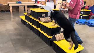 Agility Course Challenge "Waze" 12 Mo GSD Home Raised Family Personal Protection Dog Training PDS