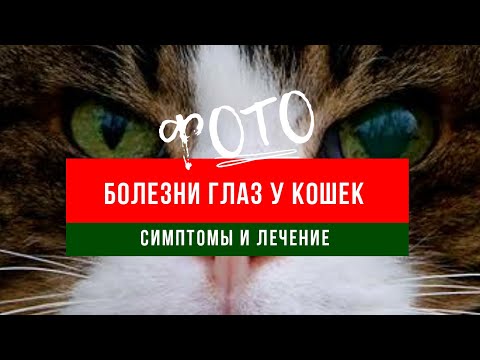 Болезни глаз у кошек |фото - симптомы и лечение