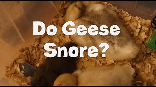 Do Geese Snore? by Homestead in the Burbs 75 views 4 weeks ago 3 minutes, 52 seconds