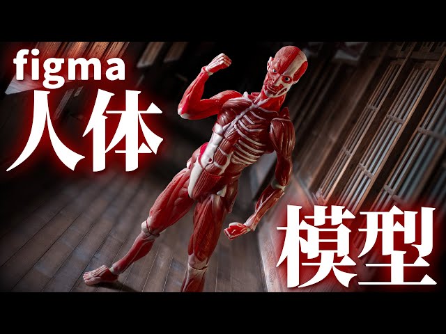 絵を描く時の参考になりそうな元気に躍動する剥き出しの筋肉！「figma