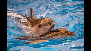 Dolphins The Masters Of The Ocean Sleep, Swim, And Survival In The Deep Blue