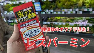 メダカ鉢のボウフラ対策におすすめの薬「レスバーミン」を紹介します！