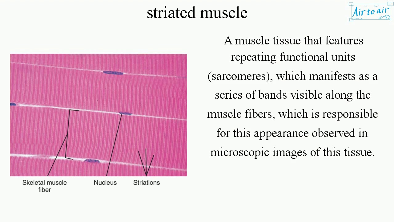 striated muscle (English) - Medical terminology for medical students