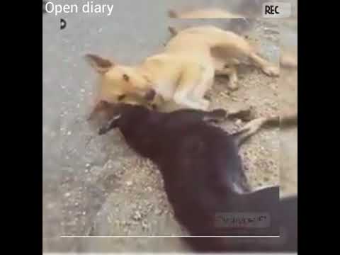 Meri Zindagi Savari Dog Version || Dog Friendship || Drive Carefully
