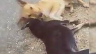 Meri zindagi savari Dog version || Dog friendship || Drive carefully