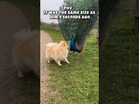 Pierre meets a peacock