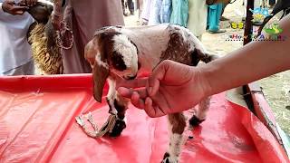 Cute Baby Goats - A Cute And Funny Baby Goats Compilation 2018 | By How to Animals |