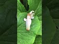 Orchid mantis #orchidmantis #mantis #insects