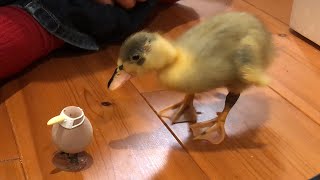 Our Duckling Is A Fleet Runner! (Our Pet Call Duckling)