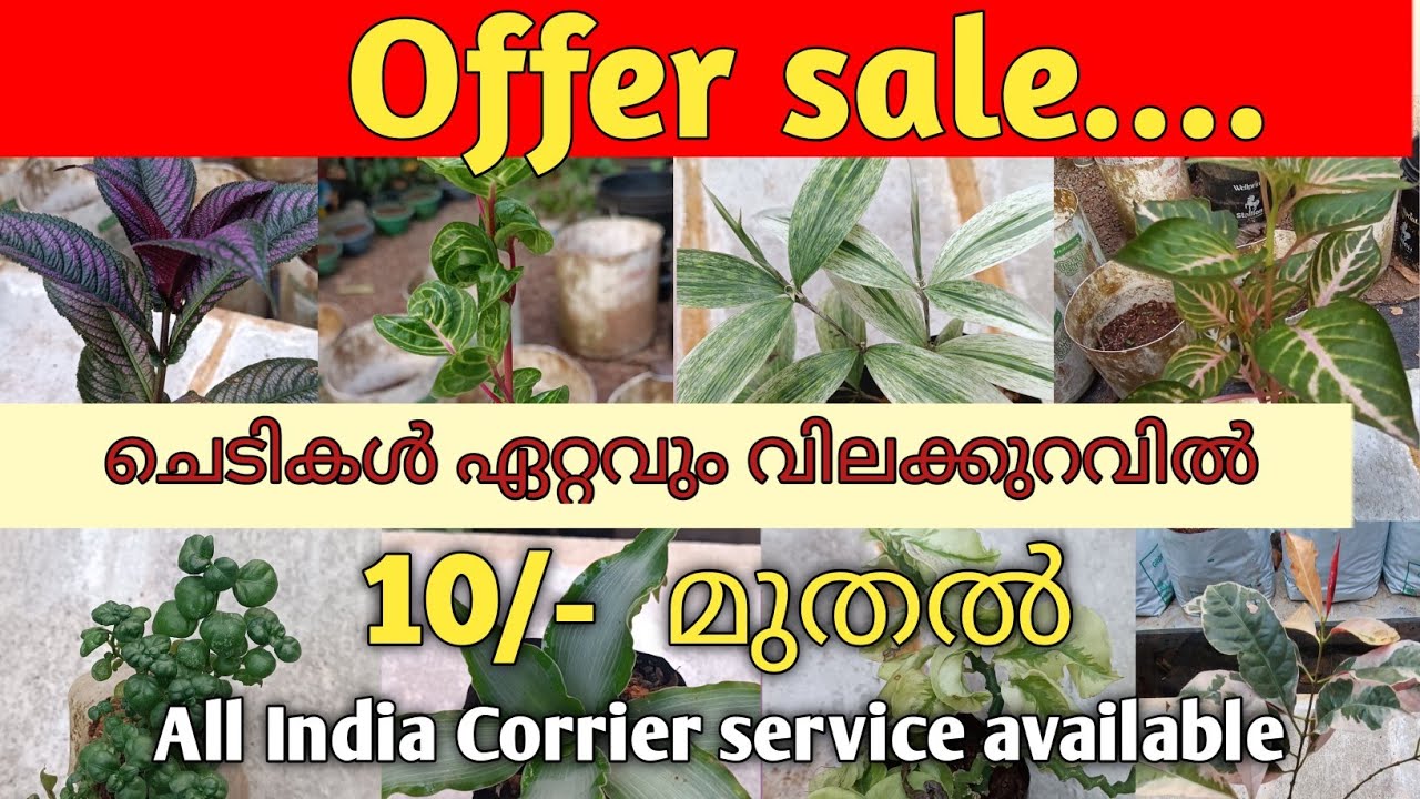 Low cost Plants online sale 10/ onwards YouTube