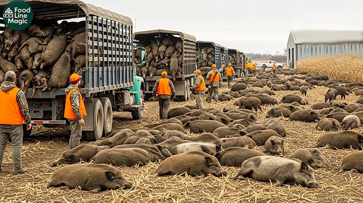 Unbelievable Tactics: How Texas Farmers Trap Millions of Wild Boars – You Won’t Believe This Method!