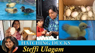 Hatching Duck Eggs in Tamil | Homemade Incubator for Duck Eggs in Tamil