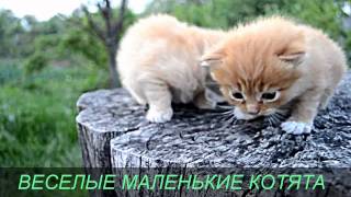 Маленькие веселые котята Маленькие веселые котята