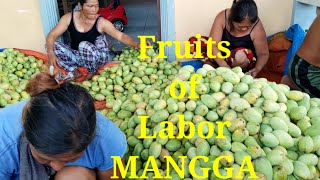 Paano mag harvest ng  bunga sa malaking puno ng mangga