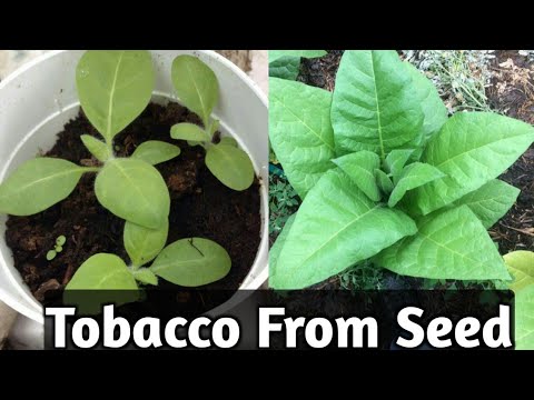 How To Grow Tobacco From Seeds And Smoke Free.From Seed to Harvesting Step By Step. Sowing & Curing