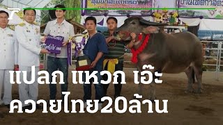 แปลก แหวก เอ๊ะ : ตอน ควายไทยสวยงาม 20 ล้านบาท | 22-10-65 | ตะลอนข่าวสุดสัปดาห์