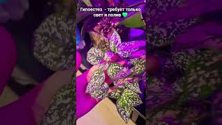 РАСТЕНИЯ ДЛЯ НОВИЧКОВ  !!! #ТОП #дляновичков #советы #тренды #взаимнаяподписка
