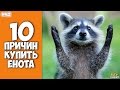 10 ПРИЧИН КУПИТЬ ЕНОТА - Интересные факты!