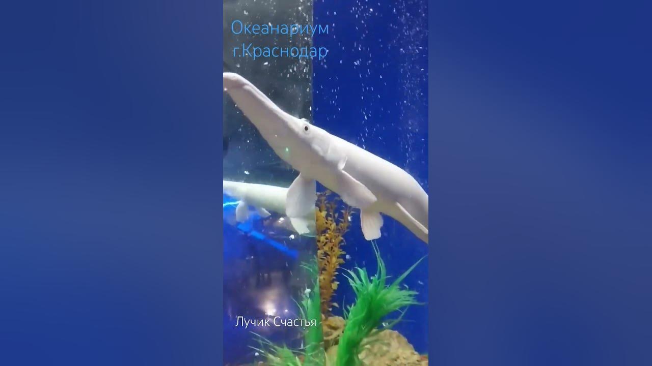 Платиновая панцирная щука.Океанариум.Краснодар #океанариум #краснодар # ...