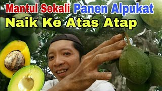 Joos  Panen Alpukat Di Atas Atap & Bikin  Es Smoothie Avocado Manggo Milk 