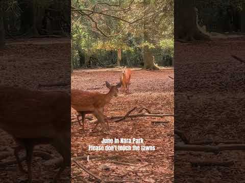 Nara Narapark Deer Spring Fawn Nature