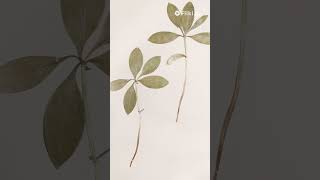 faster your application with laravel debug bar