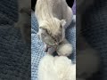 A cute kitten sleeps sweetly, but his mother cat wakes him up to wash him #asmr #catvideo #kittens