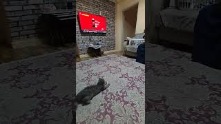 Izlemek Bile Sıtres Attıyo Şfet