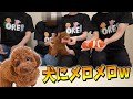 【おれんじ一味】むさくるしい男達と、可愛すぎる犬の絡みが癒されるｗｗｗｗ【ティーカッププードル】
