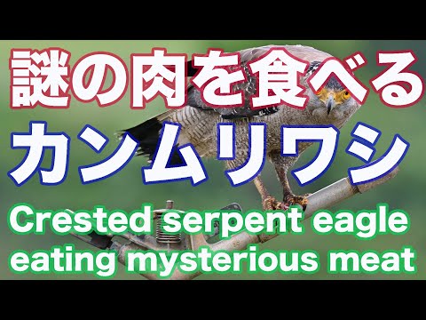 【肉捕食】石垣島 謎の肉を食べるカンムリワシ Crested serpent eagle eating mysterious meat