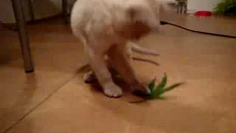 Watch the video about Burmese kitty playing with leaf