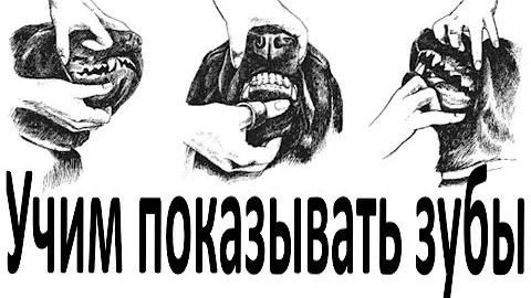 Как научить собаку показывать зубы