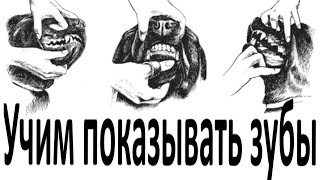 видео: Как научить собаку показывать зубы картинка: Как научить собаку показывать зубы
